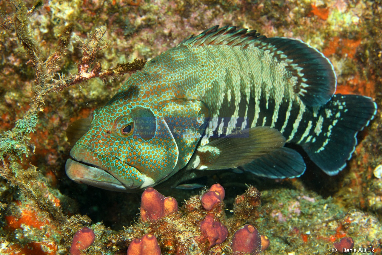 Cephalopholis panamensis Merou du Panama-La Paz Epave Salvatierra-6m-20181030-Denis-ADER-DSC_1308_tn.jpg